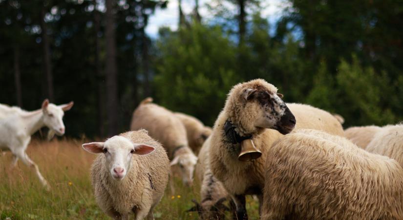 Horvátországból októberig, Romániából év végéig tilos a juhok és kecskék kiszállítása