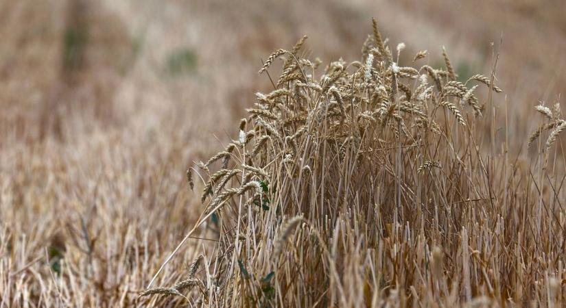 Aszály, gyenge termés, alacsony árak: a gazda kevesebbet kap, a vásárló többet fizet – összeértek az agrárium válságtünetei