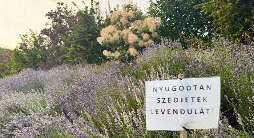 Megható gesztus Szekszárdon: bárki vihet a levendulából