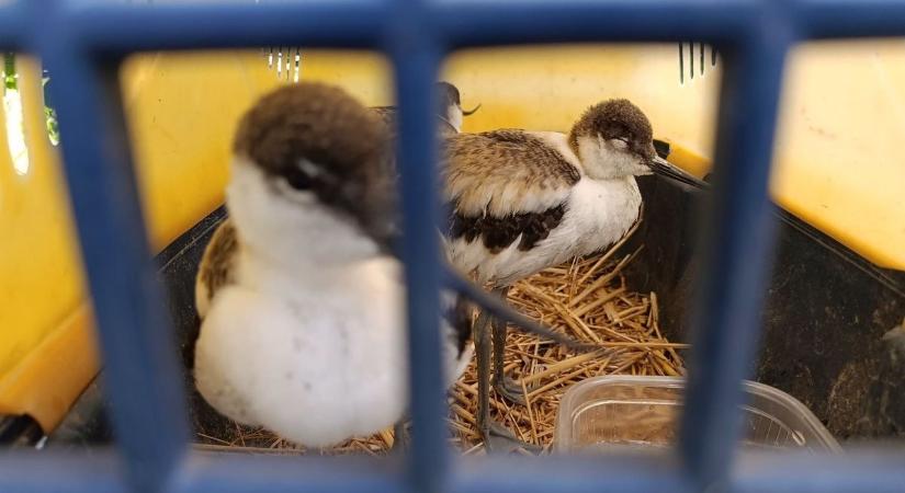 Napi cukiság: különleges akcióval mentettek meg egy jászladányi gulipáncsaládot – videóval