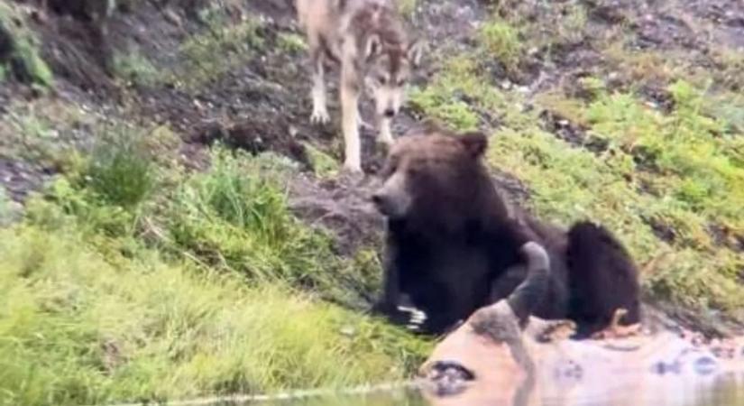 Ilyen pofátlan farkast még egy medve sem látott – hihetetlen videó