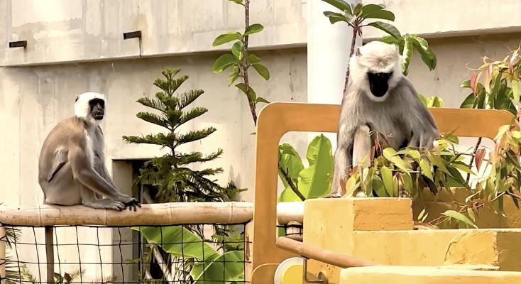 Szökés volt a Fővárosi Állatkertben, megpattant két hulmán langur
