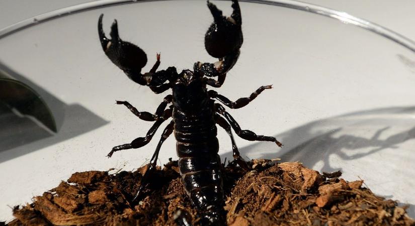 Az evolúció csodái a skorpiók, és csak most derült rá fény, hogy mennyire