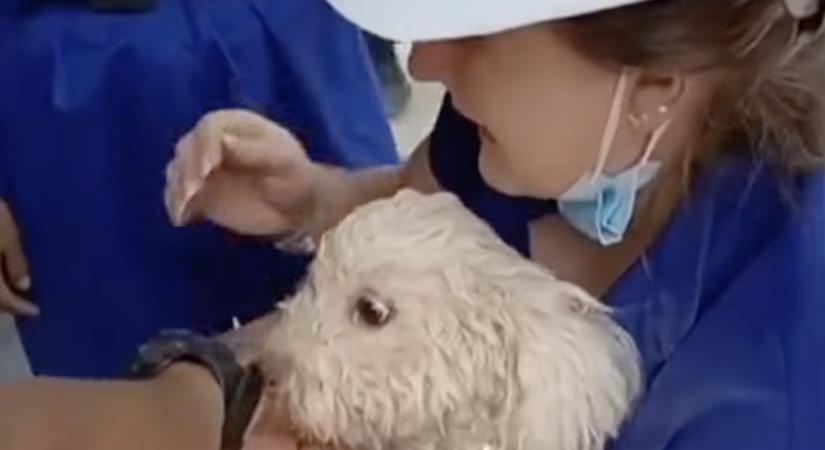 Könnyfakasztó videó: nyolc nap után került elő élve a romok alól a kiskutya