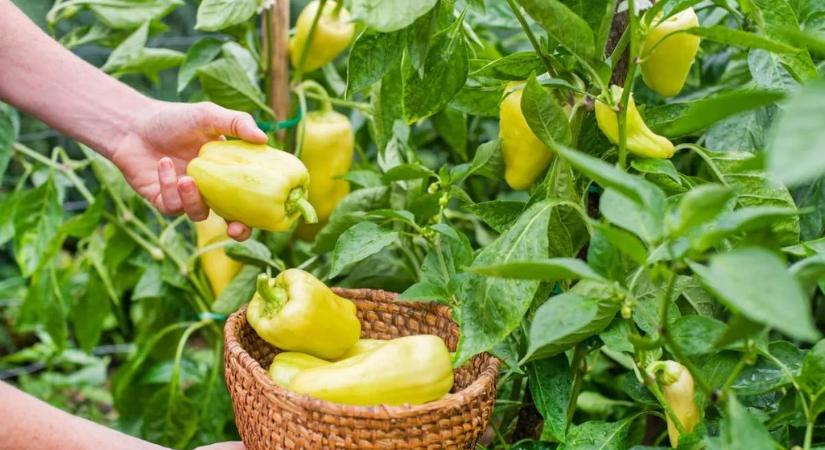 Ha erre a 3 dologra figyelsz, a hőségben is bőségesen terem a paprika