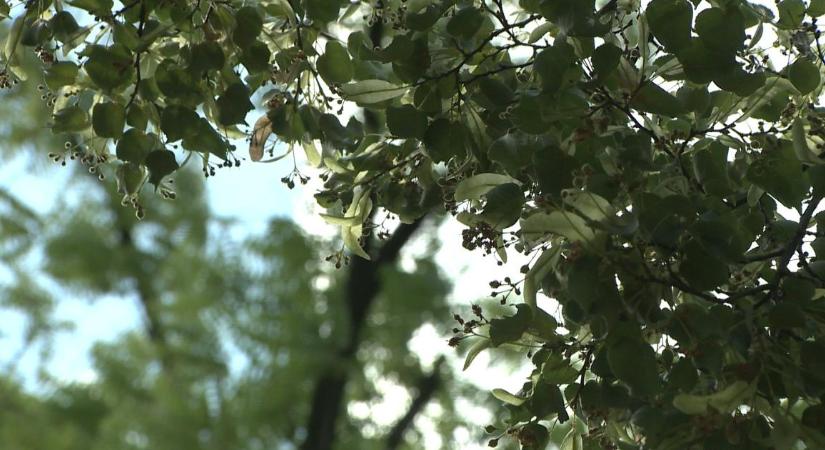 Nem csak túlélni lehet az allergiaszezont: akár tartós javulás is elérhető – videóval