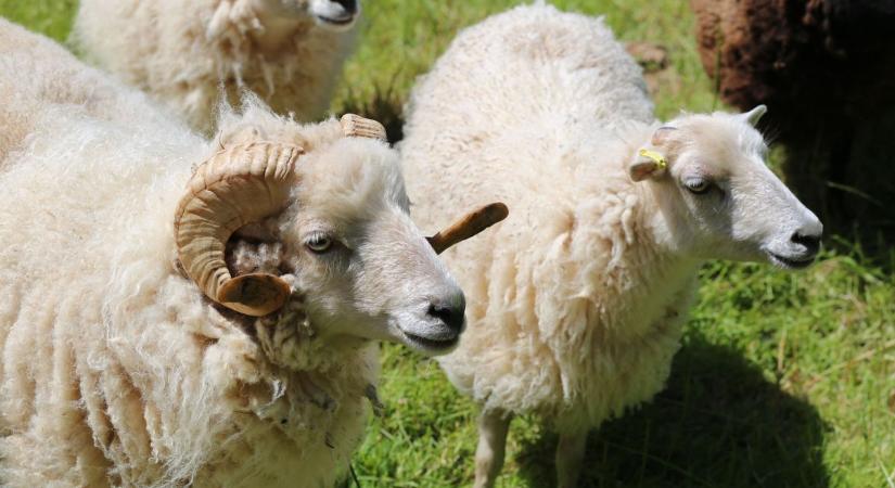 Csőstül jön a baj: Magyarország két szomszédjánál is jelen van már a pestisvírus – ha bekerül az országba, szabályos mészárlás lesz az állatoknál