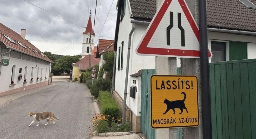 Macskás figyelmeztető táblák jelentek meg a Balatonnál, az autósokat lassításra kérik