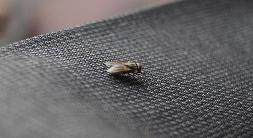 Tömegével támadnak a legyek: 6 gyilkos tipp, amivel gyorsan megszabadulhatsz tőlük