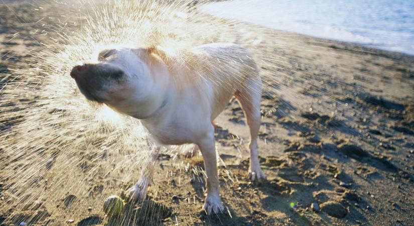 Idén már 22 kutyabarát strand és fürdetőhely várja a kedvenceteket
