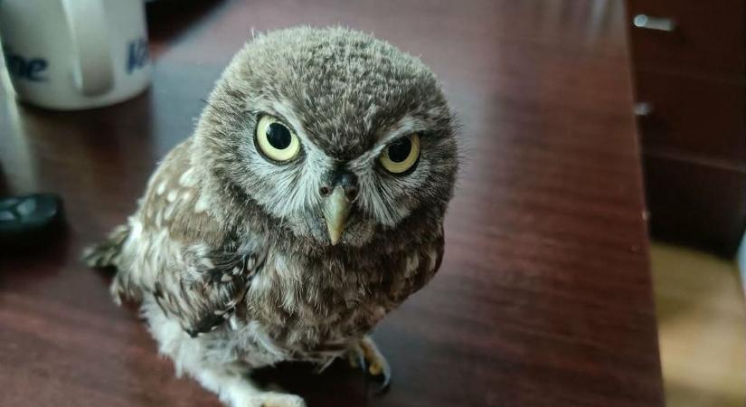 Imádnivaló Kuvikot mentettek, de nem árt figyelni