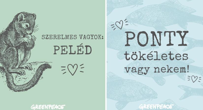 „Ponty tökéletes vagy nekem!” – állati romantikus üzenetekkel készült Valentin-napra a Greenpeace
