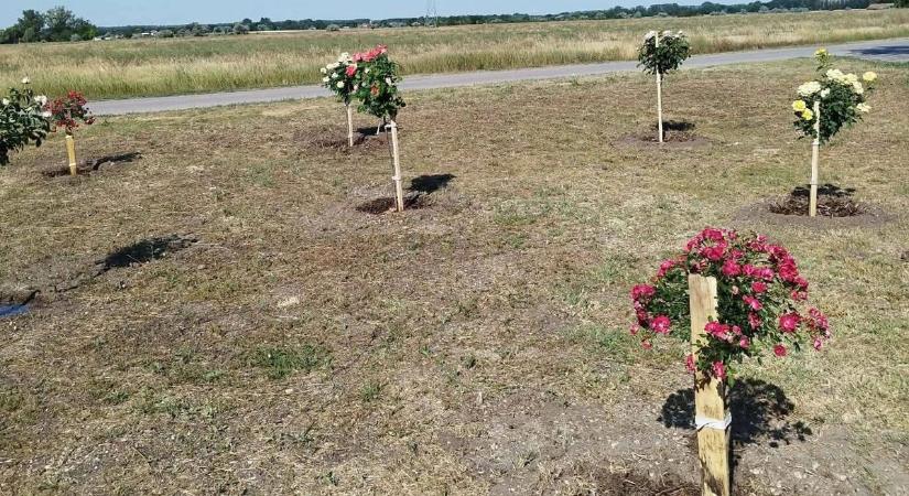 Ami tegnap még kopár volt, ma már virágba borult: szinte rá sem lehet ismerni erre a pusztaszeri buszfordulóra