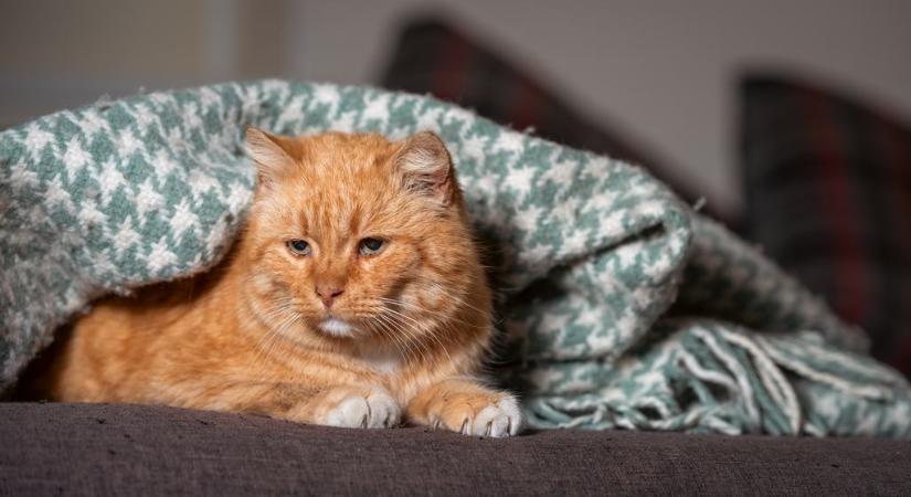 Mennyit tudsz az idős macskák karmainak változásairól? – Kvíz
