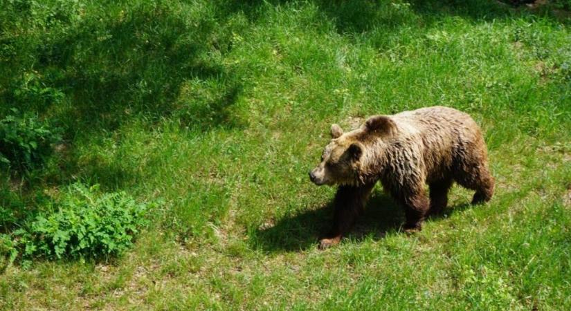 Fellépés a vadkárok és emberi tragédiák ellen: tizenkét uniós ország csökkentené a barnamedve védettségét
