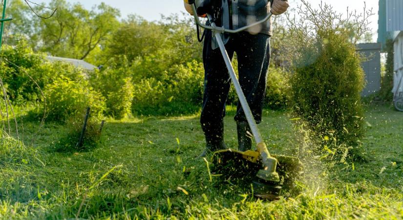 Nem felejtették el lenyírni a füvet Pécsen – egészen más áll a háttérben