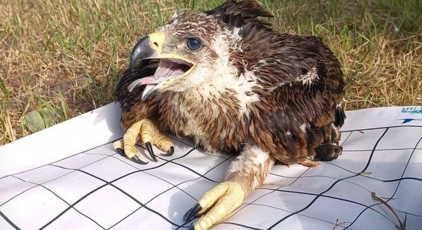 Drónnal keresték a fészkeket, végül különleges feladat várt a szakemberekre: „ékszert” kaptak a sasfiókák