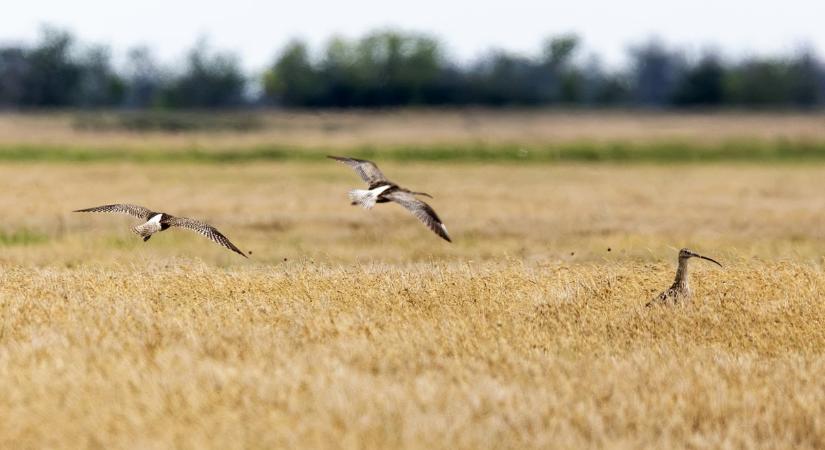 Zivatarok után benépesült a kardoskúti Fehér-tó