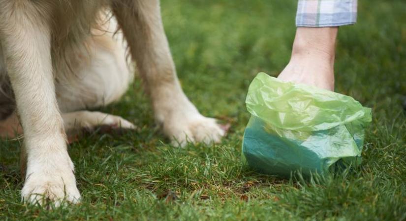 Ezért nem látsz már szikkadt fehér kutyakakit az úton: meglepő oka van