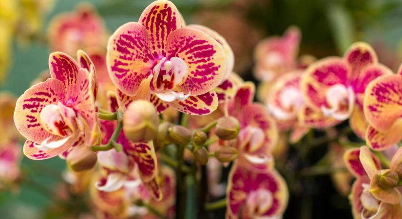Ne dobd ki az orchideát, ha lehullanak a virágai! Kertész ismerősöm szerint ettől az egyszerű trükktől újra és újra kivirágozhat
