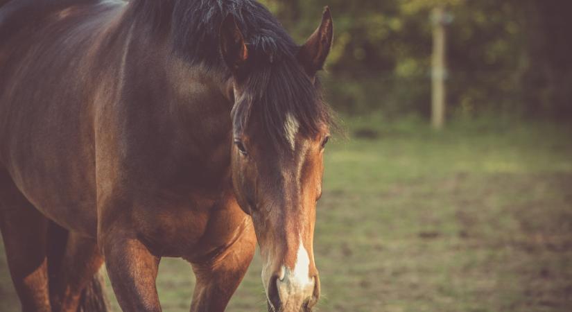 Szörnyű tragédia Somogy vármegyében: halálos lovasbalesetet szenvedett egy 20 éves nő