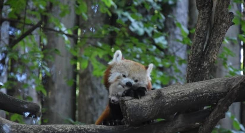 Aranyos kölyke született a vörös pandáknak a budapesti állatkertben