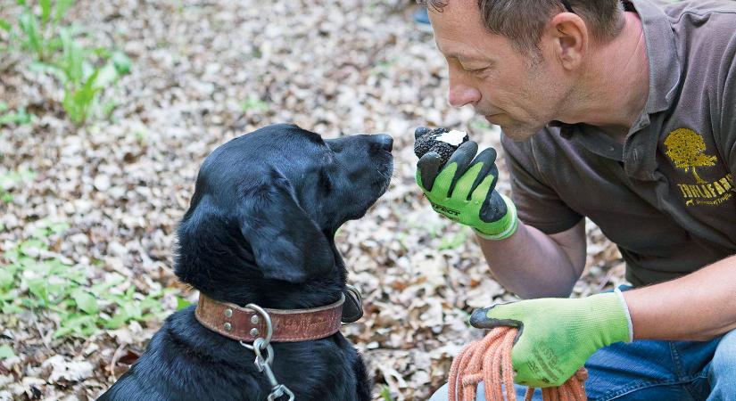 Szarvasgombakaland – Kincsvadászat Ikonnal és a gazdáival