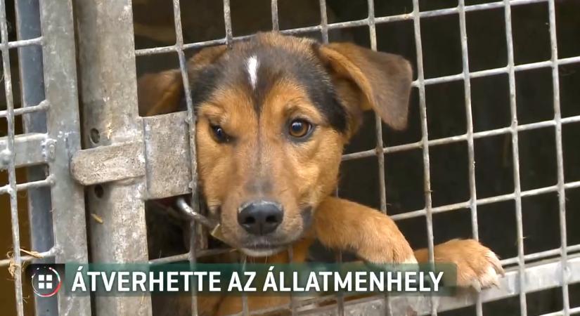 Eltitkolhatták a kutya betegségét a menhelyen – szívférges állatot vitt haza az örökbefogadó