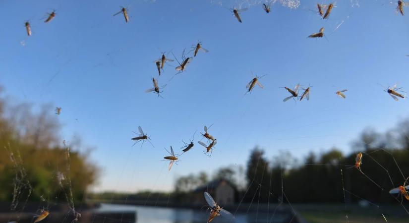 Baján nemet mondanak a szúnyogokra
