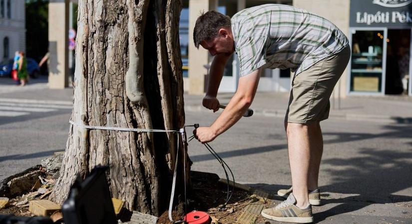 Mennyire korhadt? Idős platánfa egészségét vizsgálták Győr belvárosában - fotók
