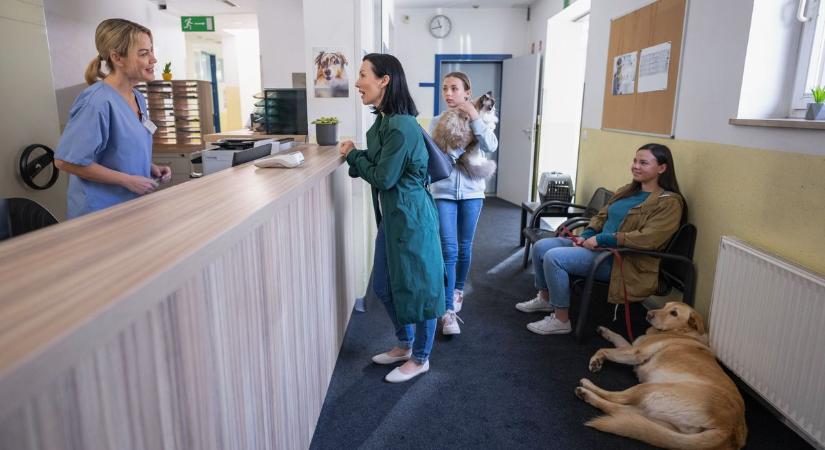 Ezt jó, ha elmenti: itt a hétvégi állatorvosi ügyelet