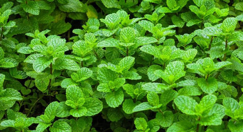 Tudta? Az év színe a menta Borsodban