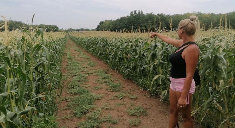 Itt a tuti tipp egyenesen a káli termelőtől – így lesz tökéletes a főtt kukorica