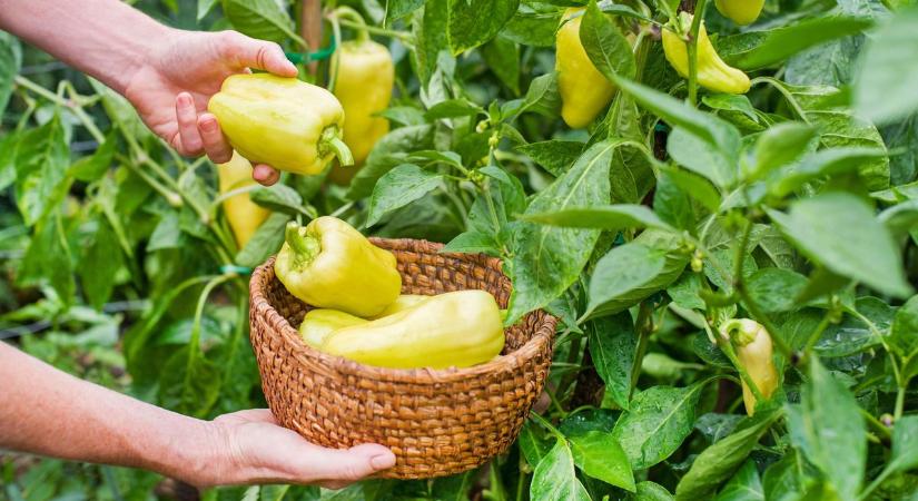 A paprika titka a hőségben: ezzel a 3 praktikával bőséges lesz a termés