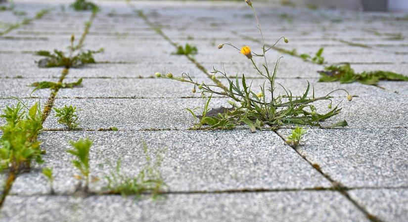 Gyom nő a térkő között? Kertész ismerősöm ezt az olcsó házi trükk lehet a megoldás