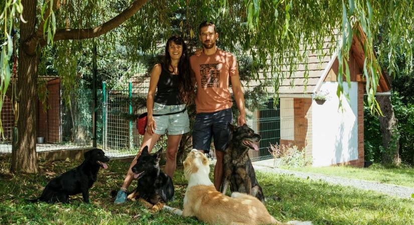 Reggel még unatkozott, estére kidőlt – mi történt a kutyával? Elképesztő, amit ez a zalai házaspár létrehozott!