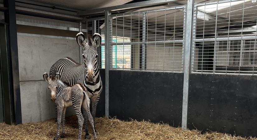 Robbant a cukiságbomba: Zebrabébi született a Fővárosi Állat- és Növénykertben! – fotók