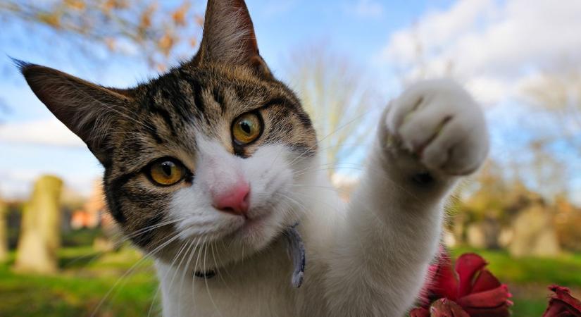 Mit jelent, ha a macskád bökdös a mancsával? Nem biztos, hogy azt, amit elsőre hiszel
