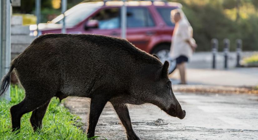 Vaddisznók grasszálnak tök nyugodtan Balatonlellén