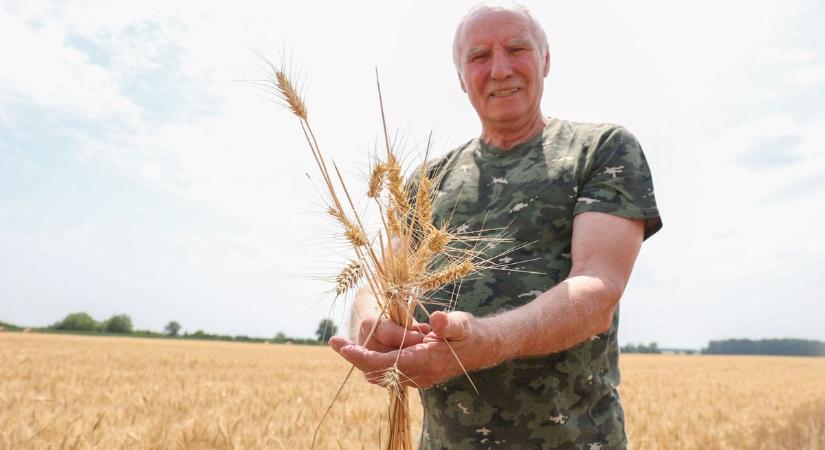 Így áll az aratás Győr-Moson-Sopronban: olvad az út, közepes a termés - galéria