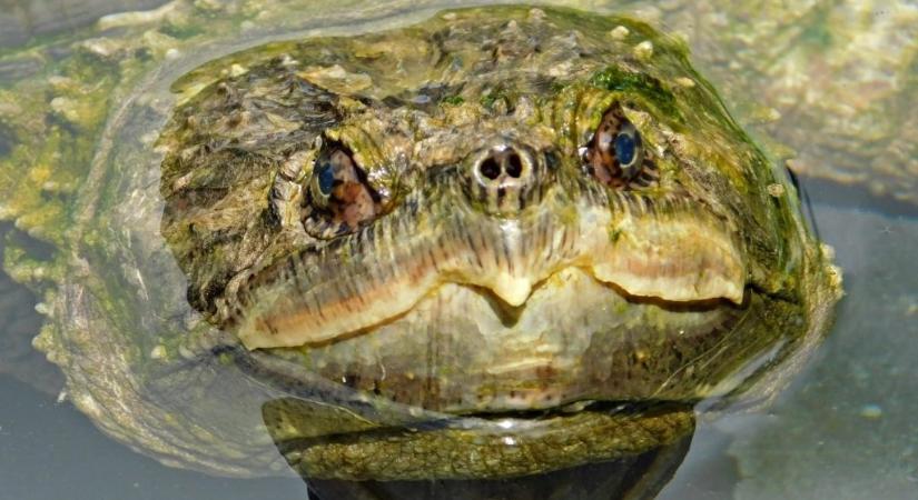Aligátorteknőst találtak a Balatonnál: ezért érdemes vigyázni