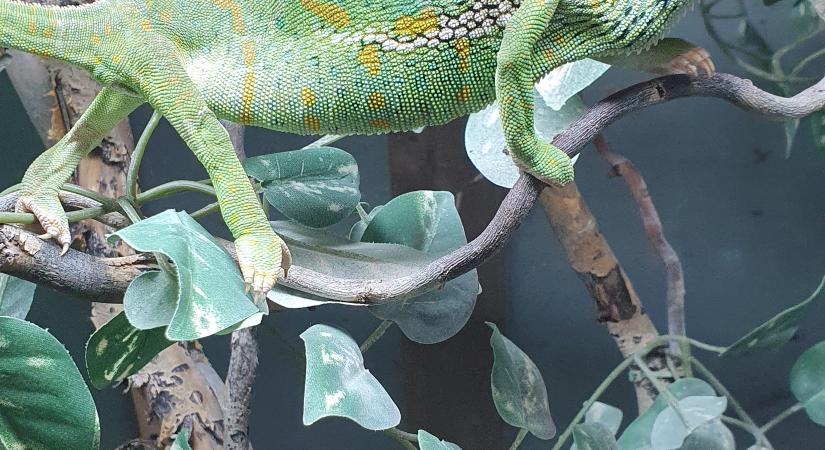 Éjszakai páratartalom és mikroklíma-menedzsment a sisakos kaméleon (Chamaeleo calyptratus) tartásában