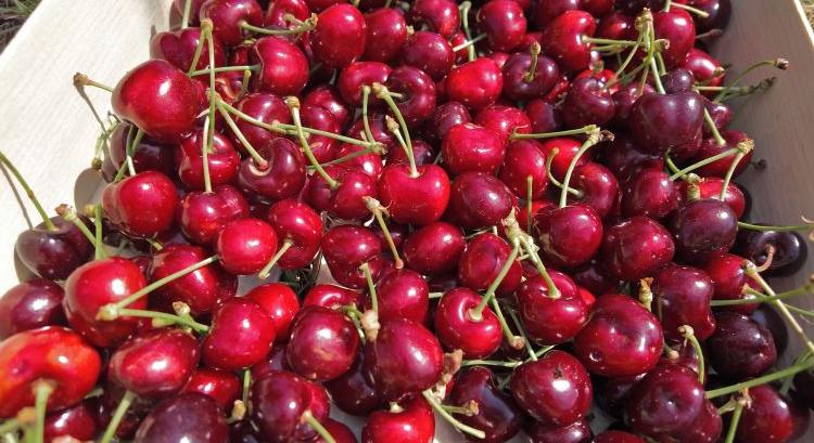 Import, vihar, aszály: szorításban a cseresznyepiac