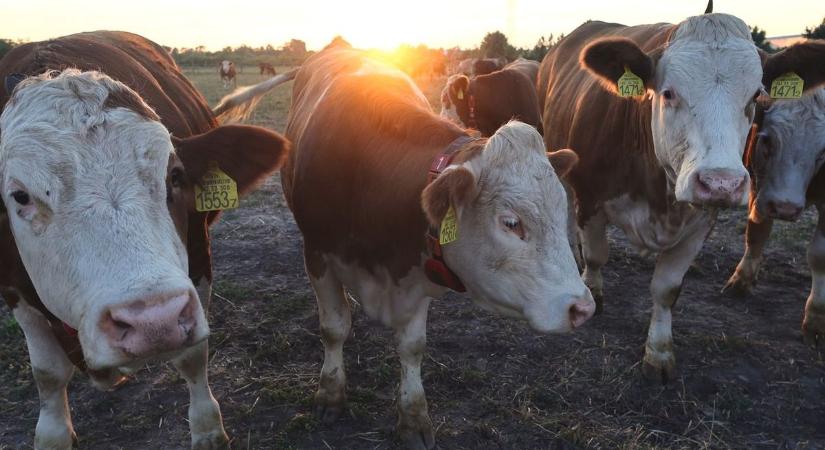 Nem akárhonnan érkezett a figyelmeztetés: a kukorica és a tejpiac lehet az agrárium gyenge pontja
