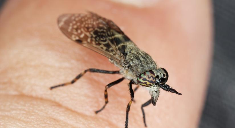 Ezért olyan fájdalmas a bögölycsípés – A szakértők szerint ezt sokan nem tudják