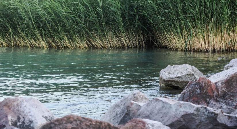 Veszélyes ragadozó bukkant fel a Balatonnál – semmiképp ne nyúljon hozzá, ha ilyet lát!