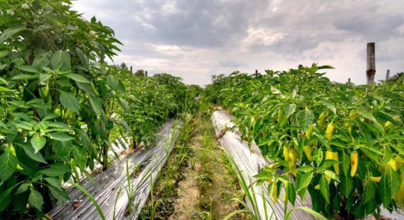 Paprika virágelrúgás okai nyáron: hogyan segíthetsz a növénynek a hősokk idején