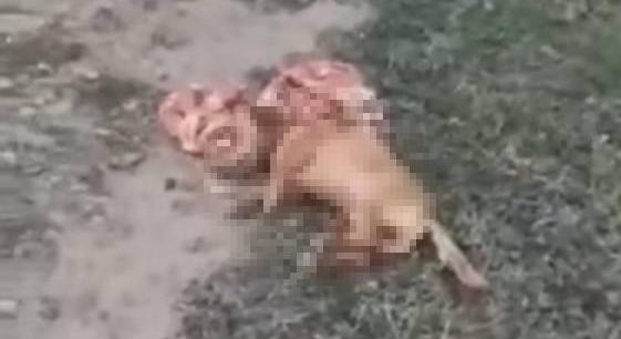 Megszólalt az egyik gazda, akinek a kutyája fagyhalált halt Vértessomlón