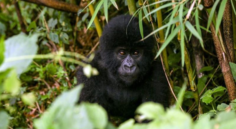 Megszületett az év első hegyi gorillabébije a Virunga Nemzeti Parkban
