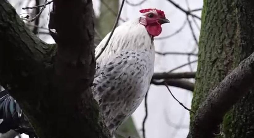Kakas ébreszti a lakókat Békéscsaba belvárosában, egy fára költözött a madár – videó